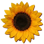 girasole